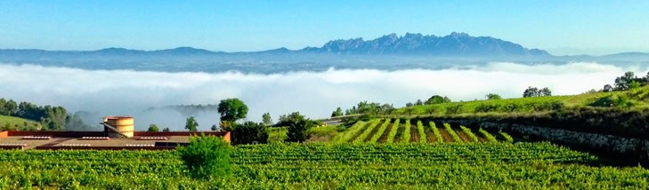 Viñedo con hileras verdes de vides en primer plano, un edificio a la izquierda, colinas onduladas cubiertas de niebla y montañas escarpadas bajo un cielo azul claro en el fondo.